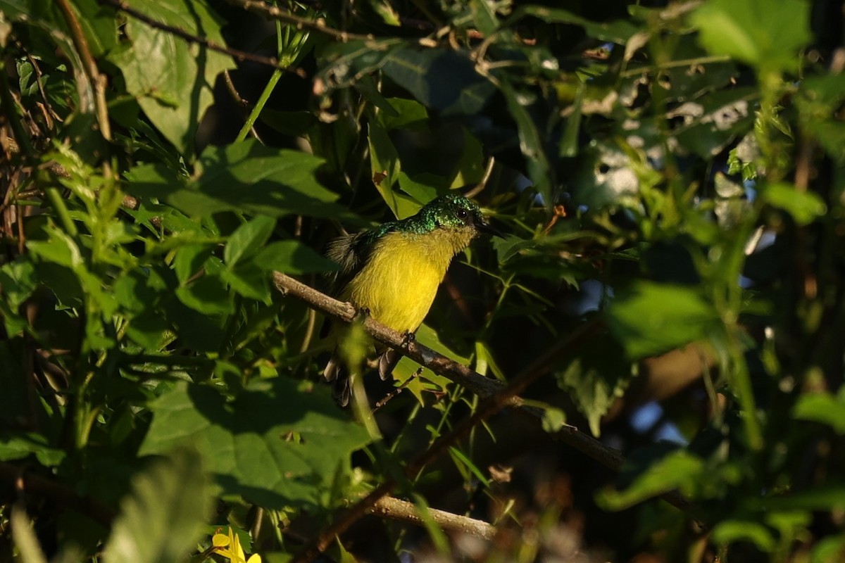 Collared Sunbird - ML645887015