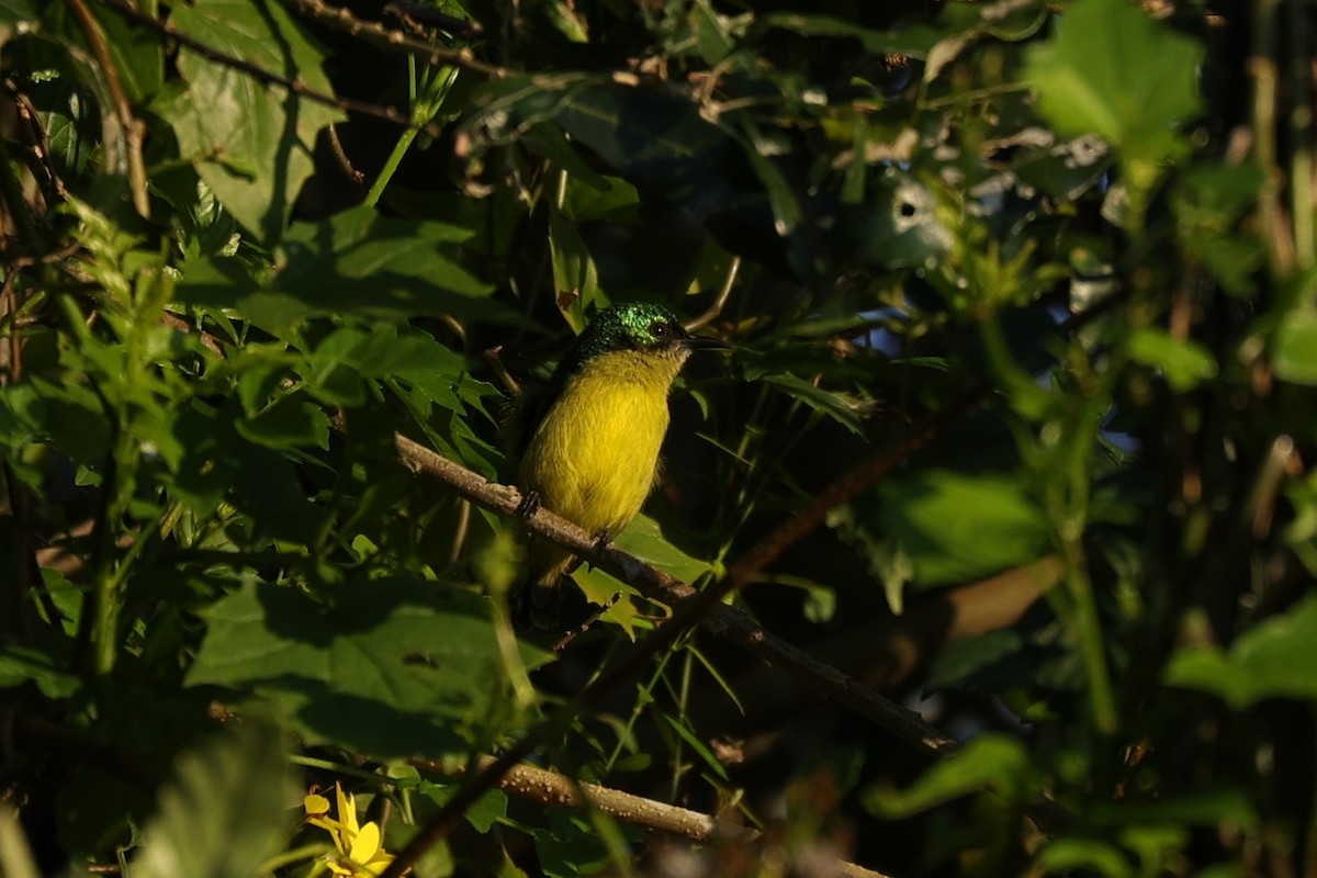 Collared Sunbird - ML645887016