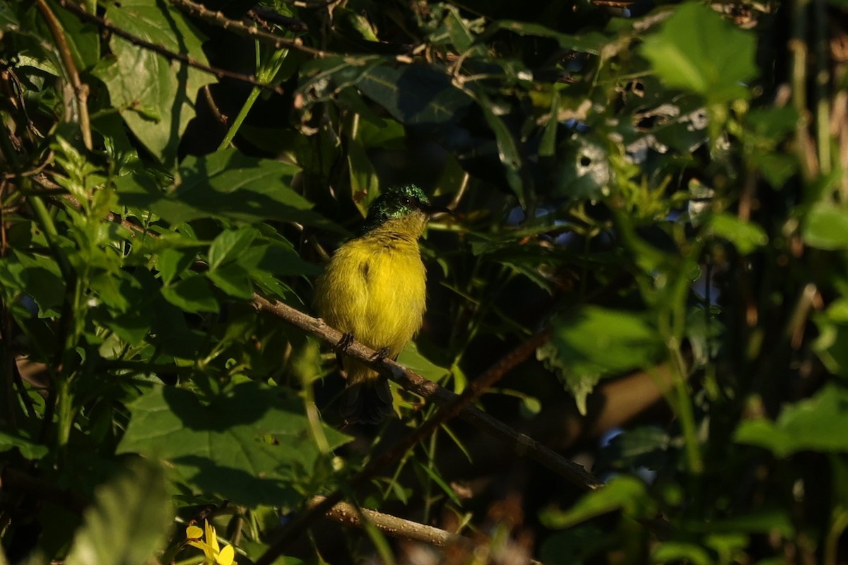 Collared Sunbird - ML645887017