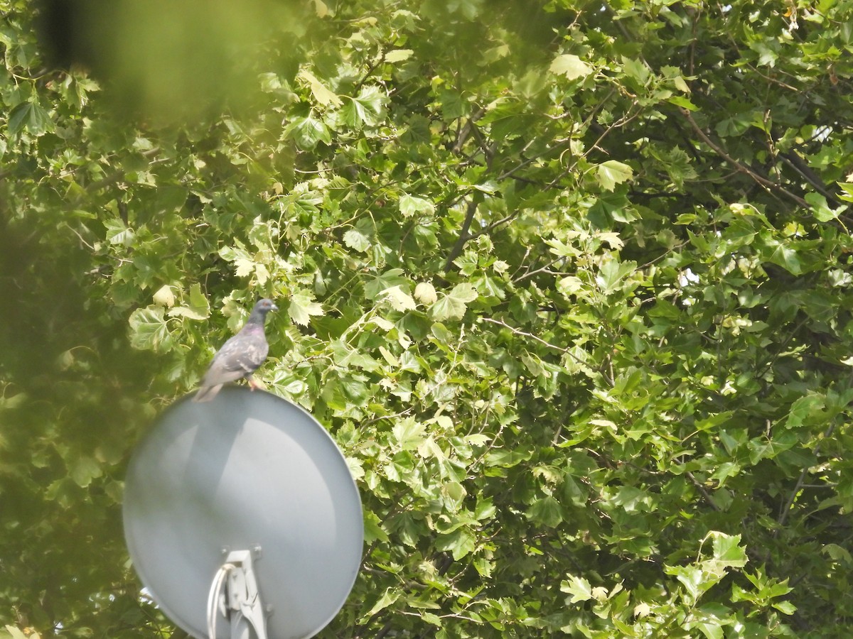 Piccione domestico - ML645887042