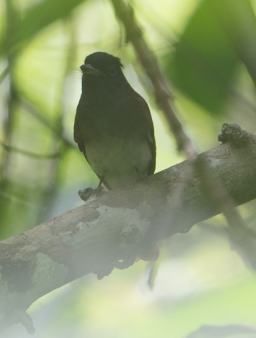 Black Paradise-Flycatcher - ML645887044
