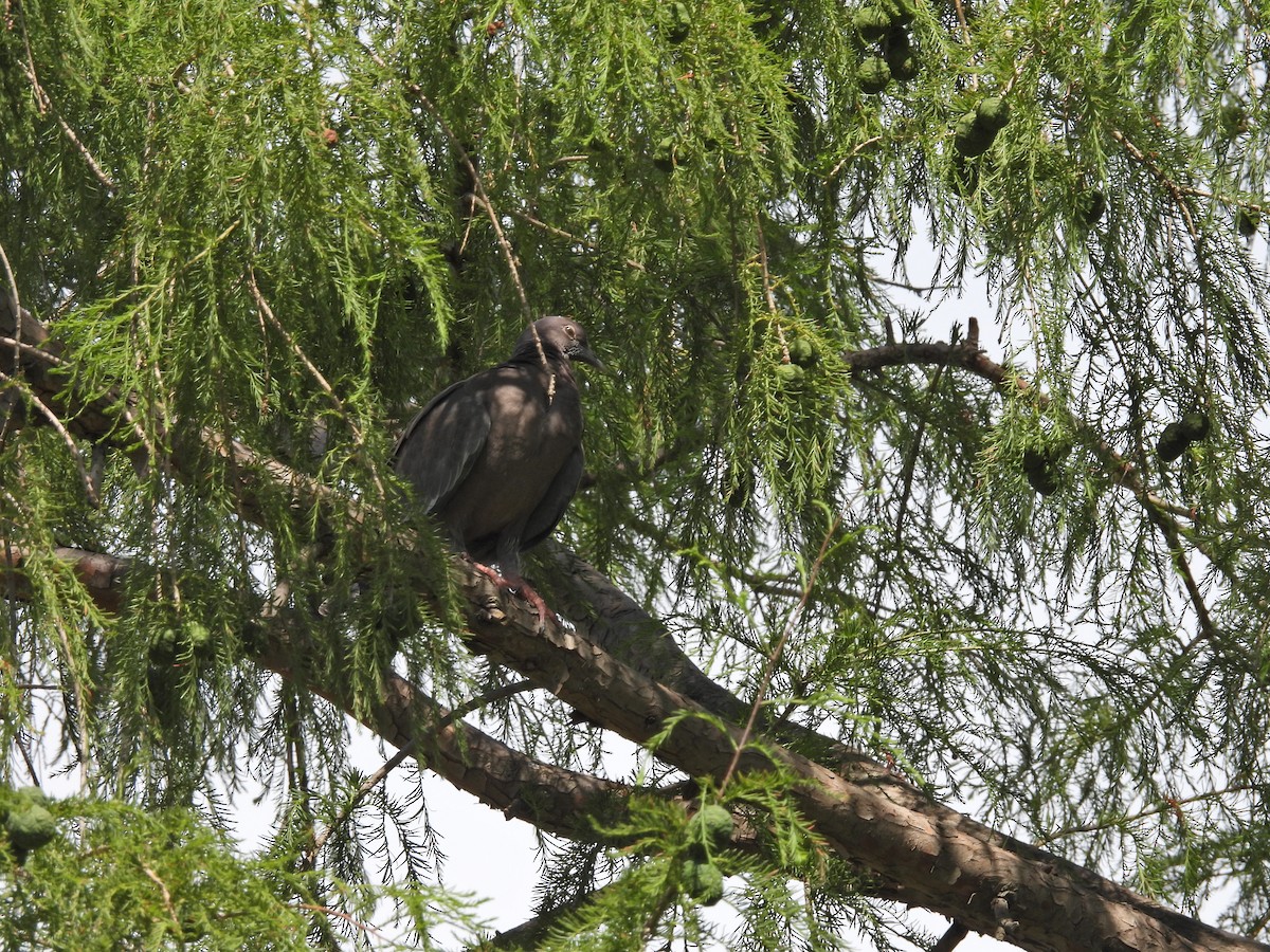 Picazuro Pigeon - ML645887049