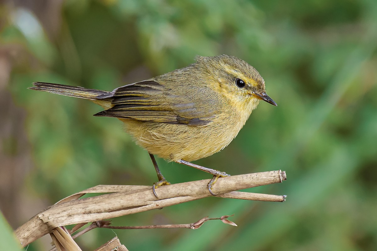 Buff-throated Warbler - ML645887062