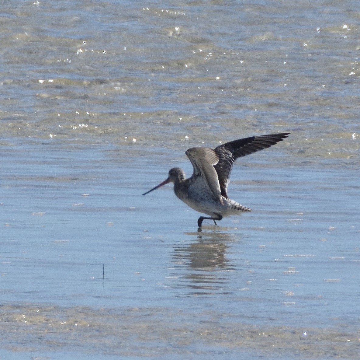 Bar-tailed Godwit - ML645887096