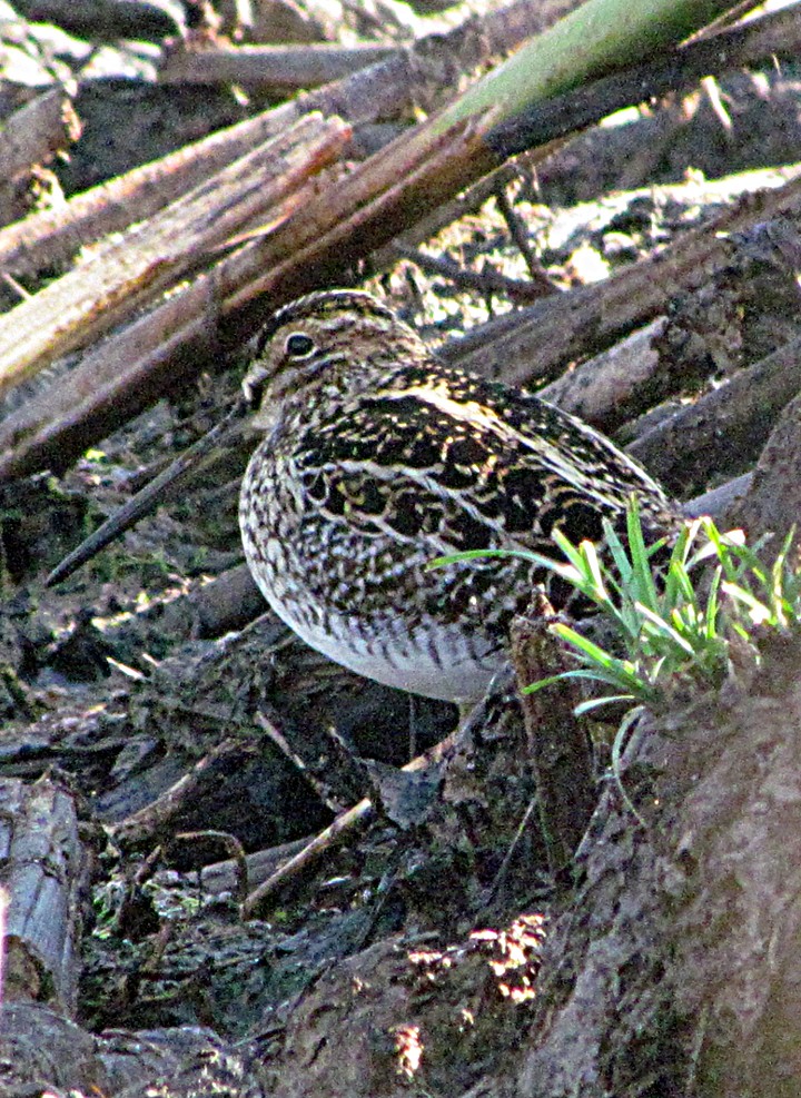 タシギ - ML645887105