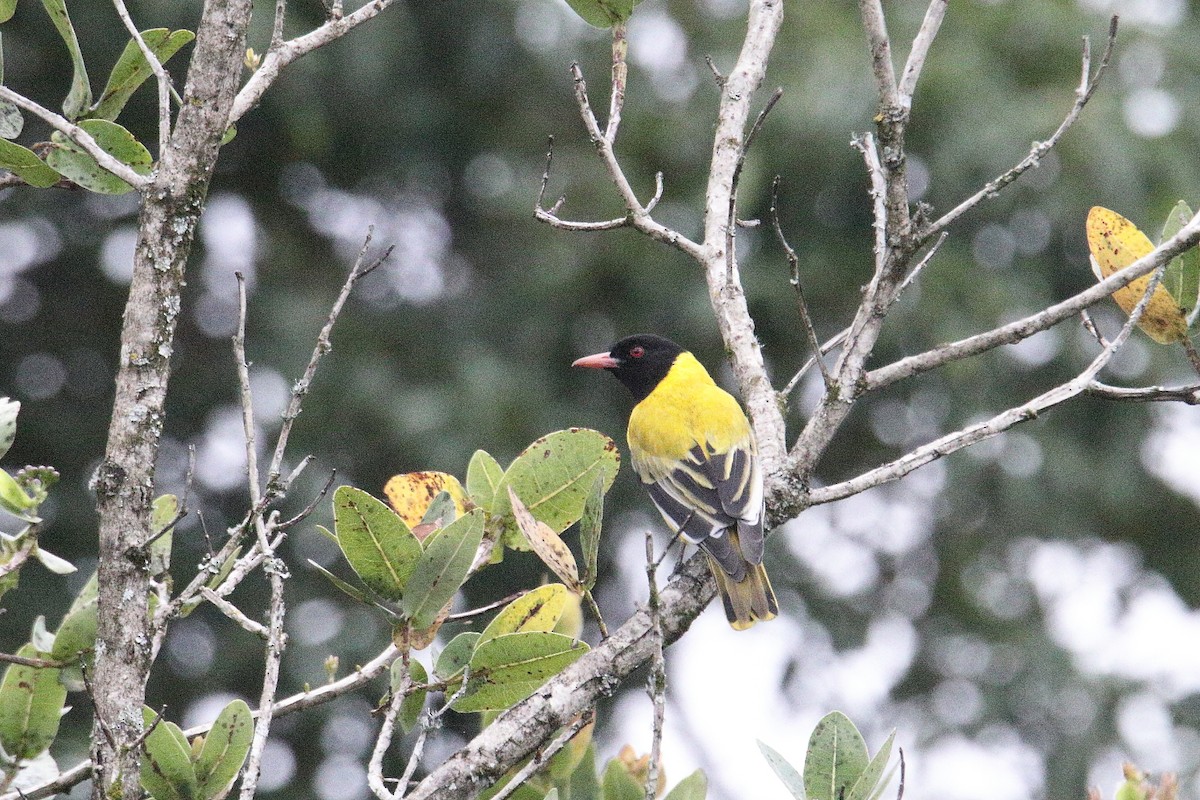 アフリカズキンコウライウグイス - ML645887106