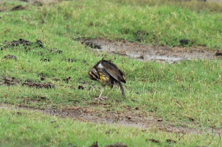 ヒガシマキバドリ - ML645887108