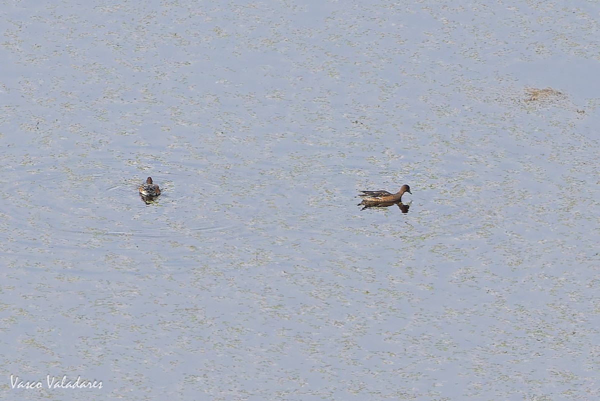 ヒドリガモ - ML645887113