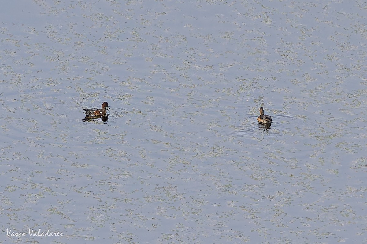 ヒドリガモ - ML645887114