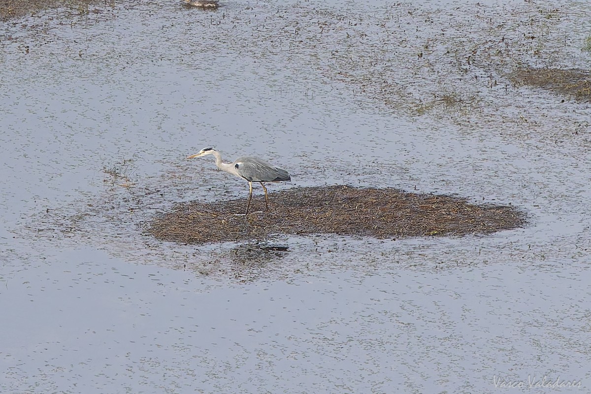 アオサギ - ML645887115