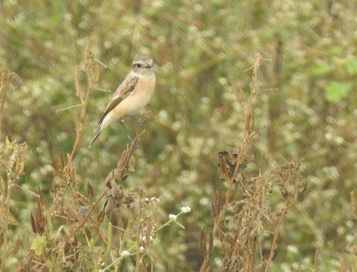 シベリアノビタキ - ML645887116