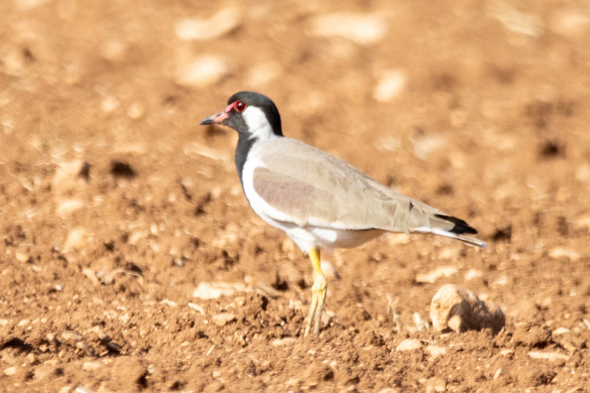 インドトサカゲリ - ML645887117