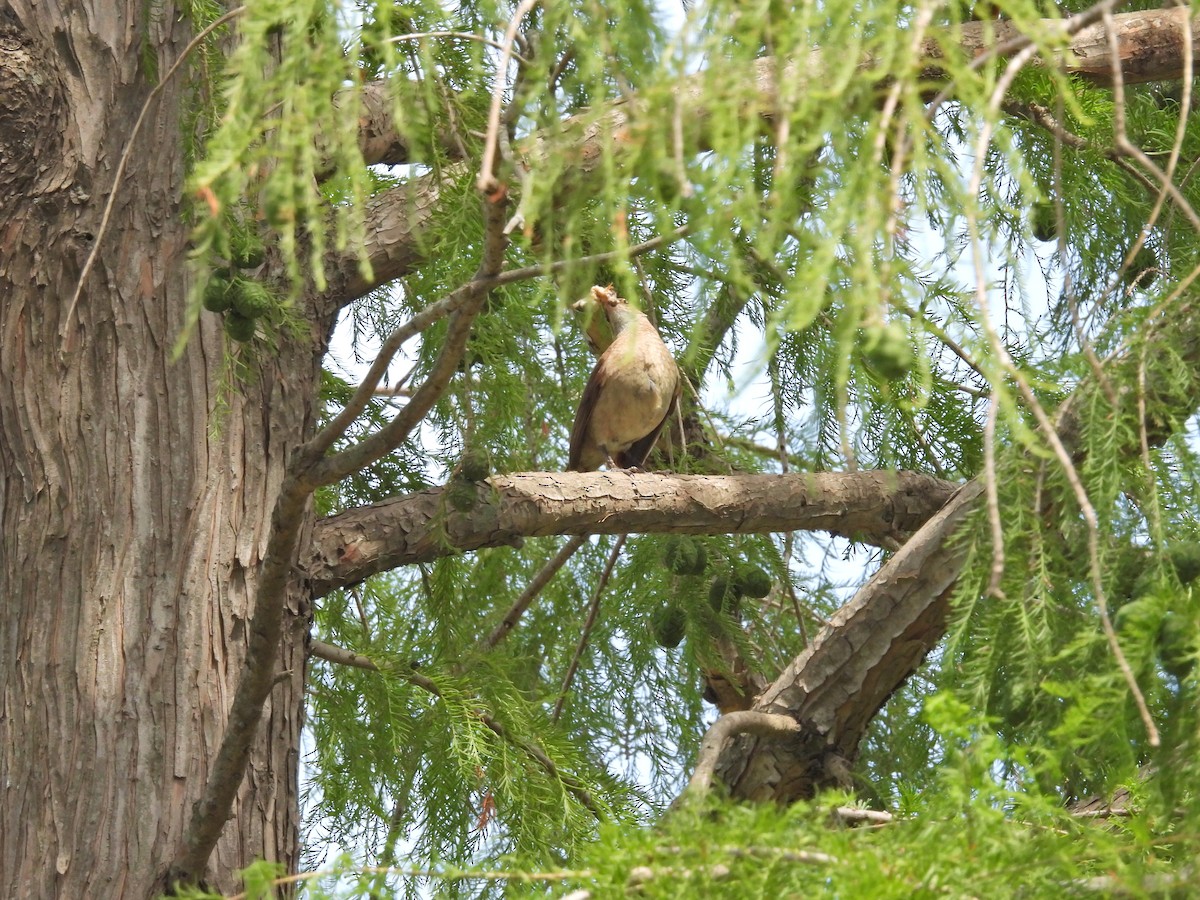 セアカカマドドリ - ML645887118