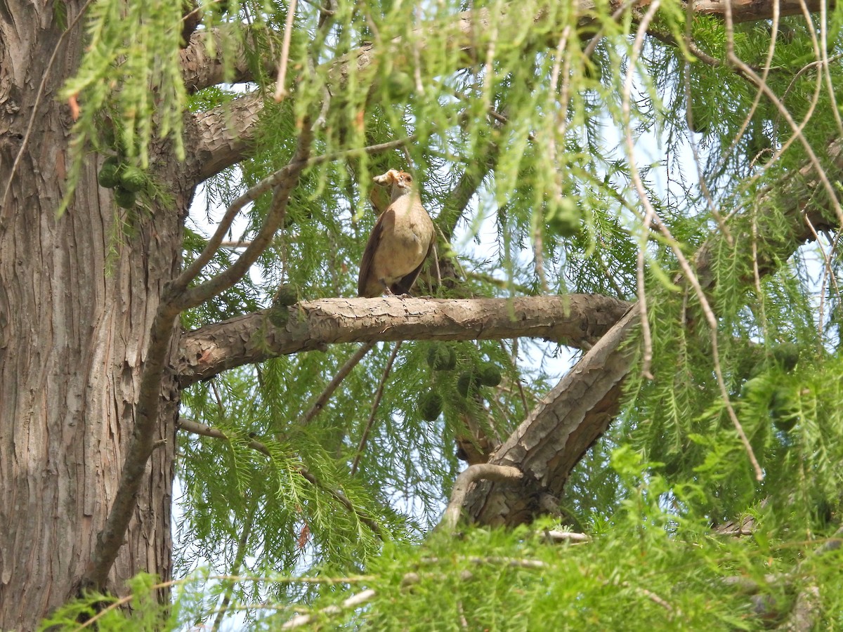 セアカカマドドリ - ML645887119