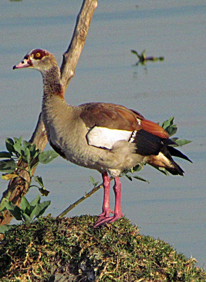 エジプトガン - ML645887122