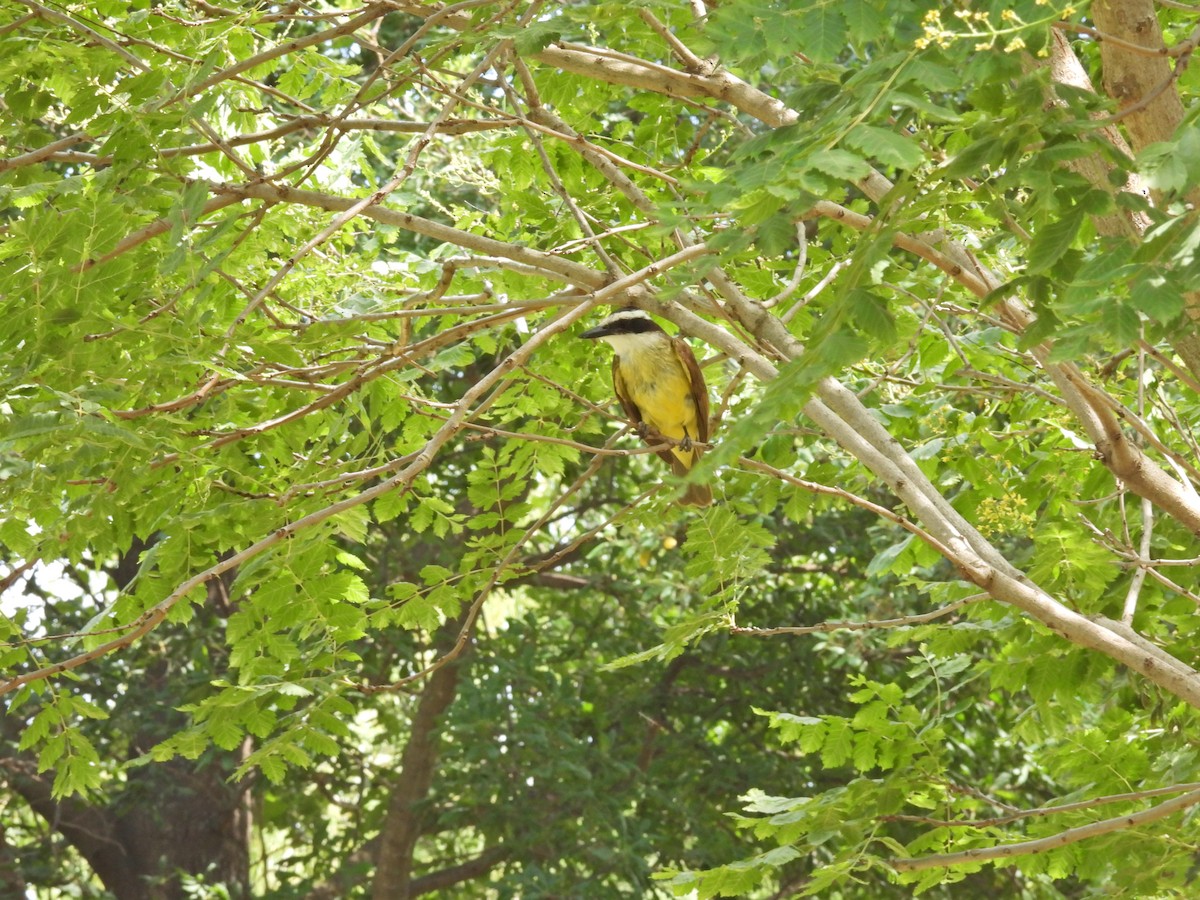 キバラオオタイランチョウ - ML645887124