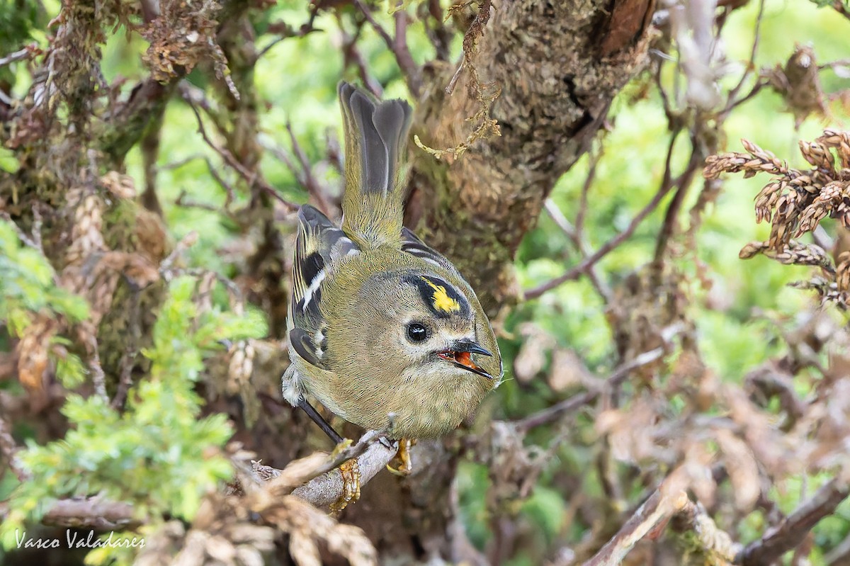 キクイタダキ（inermis） - ML645887126