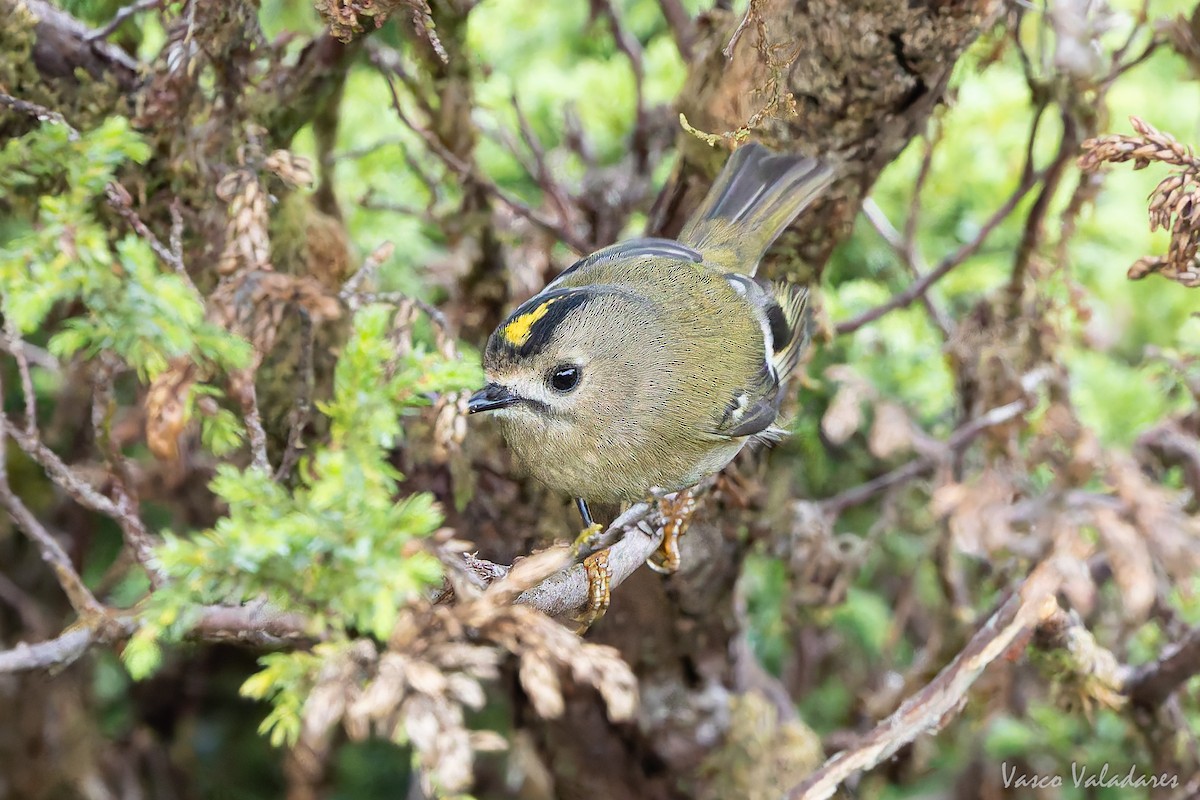 キクイタダキ（inermis） - ML645887127