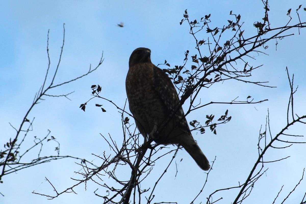 カタアカノスリ - ML645887128