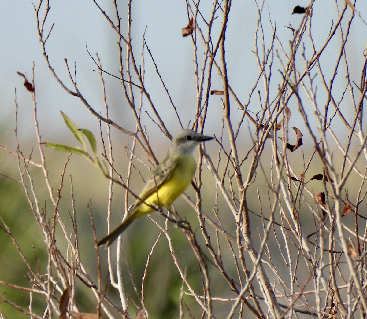 Tropical Kingbird - nikki bryer-kraft
