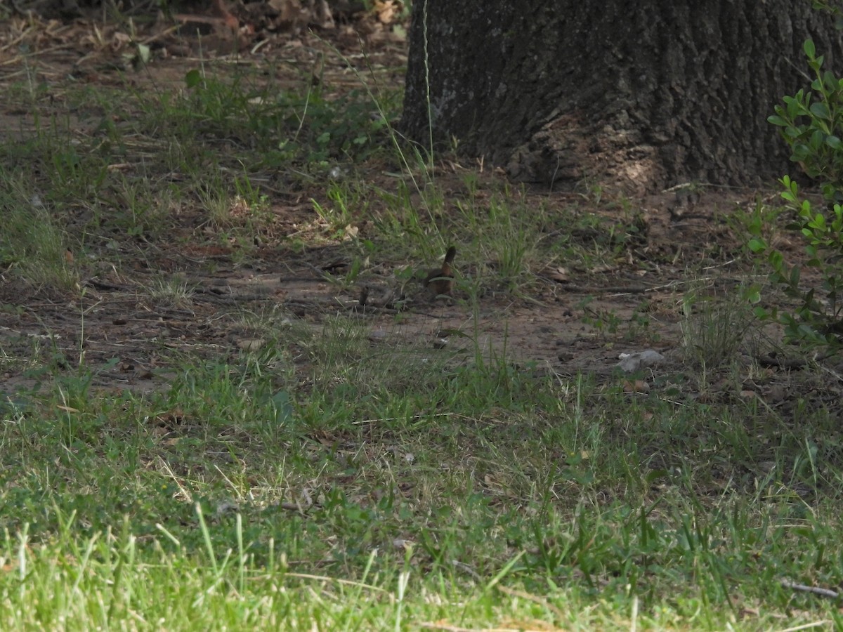 Southern House Wren - ML645887138