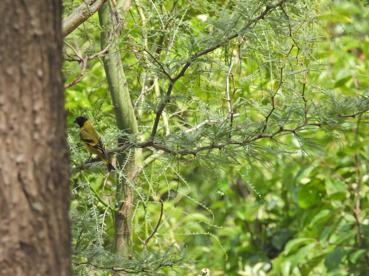 ズグロヒワ - ML645887140