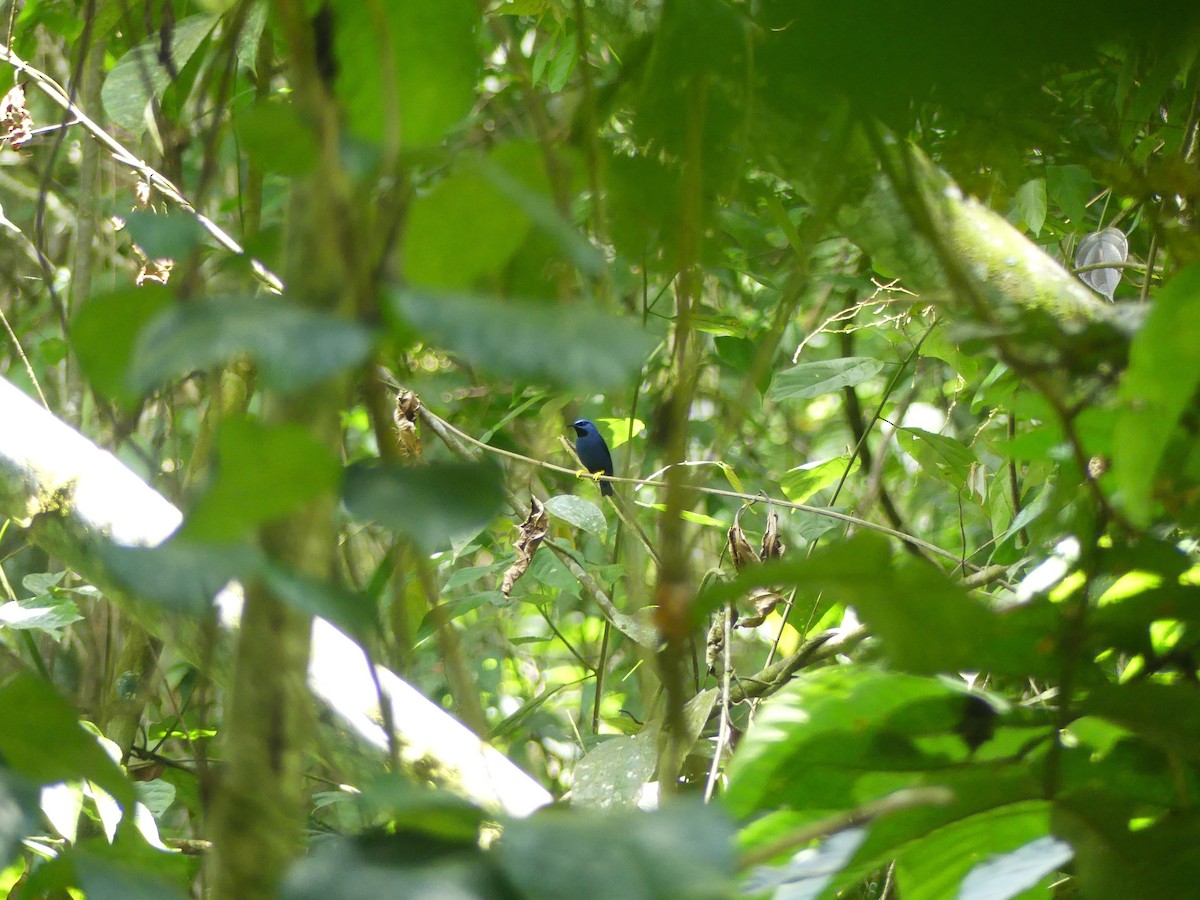 ムラサキミツドリ - ML645887141