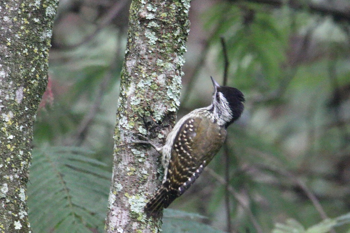 Cardinal Woodpecker - ML645887143