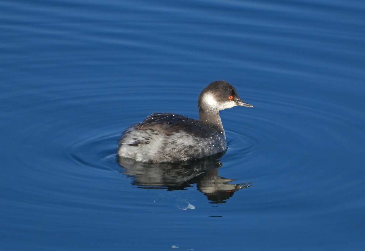 Eared Grebe - ML645887152