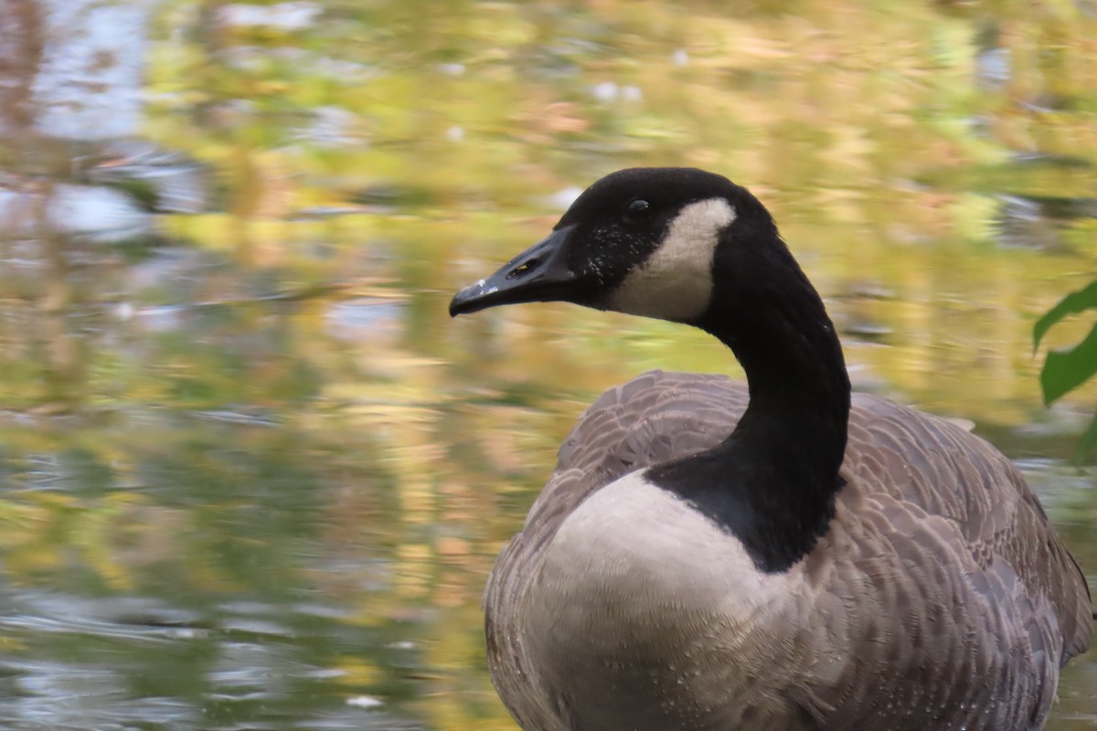 Bernache du Canada - ML645887153