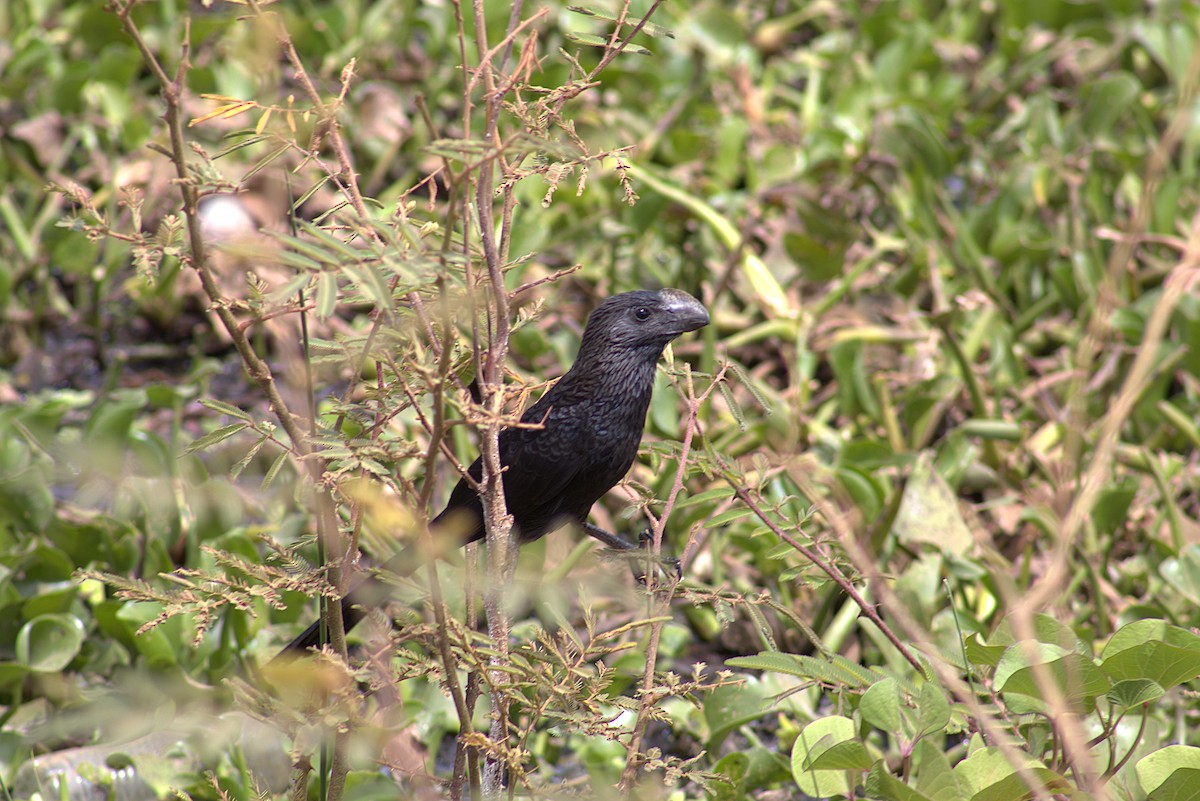 Ані товстодзьобий - ML645887159