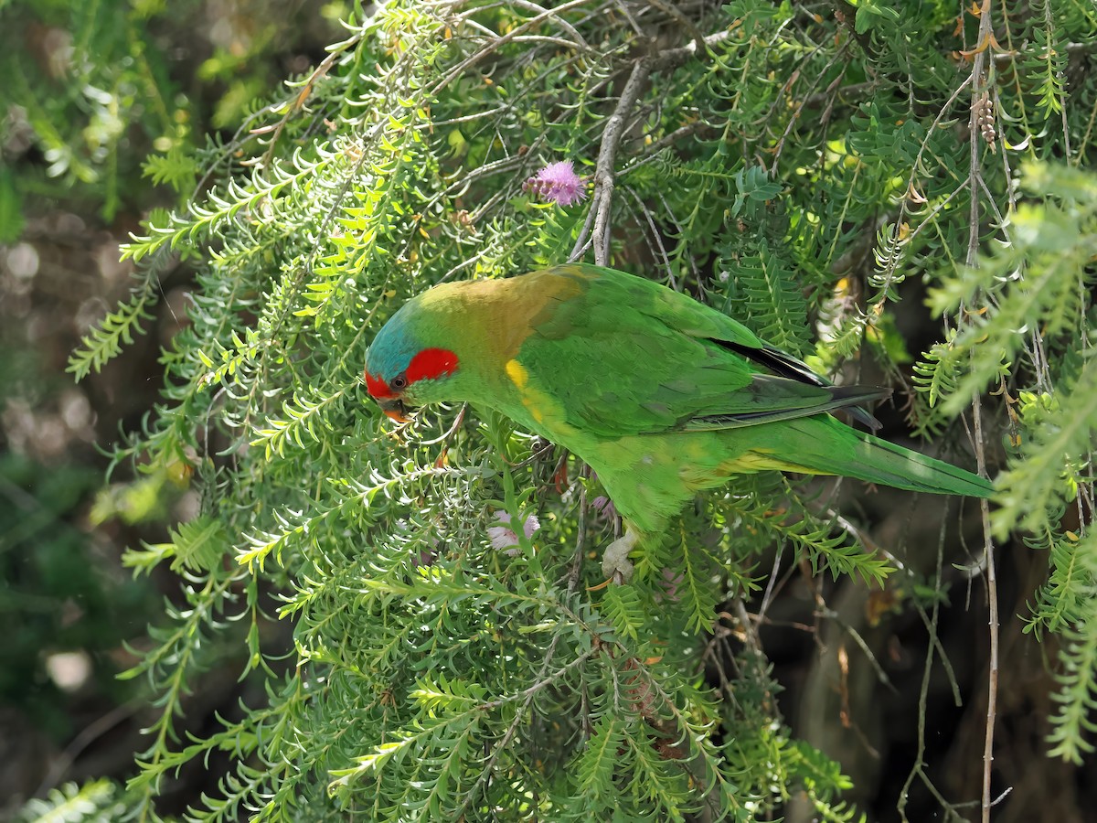 ジャコウインコ - ML645887160