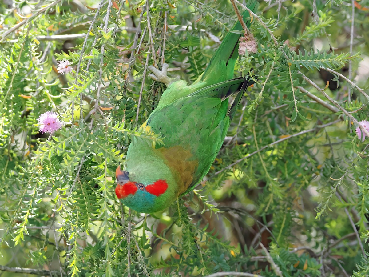 ジャコウインコ - ML645887161