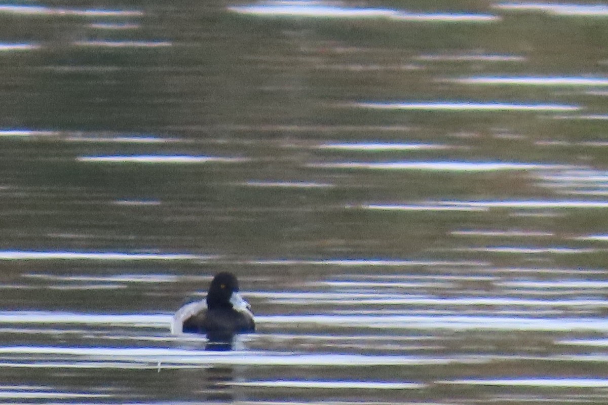 スズガモ - ML645887163