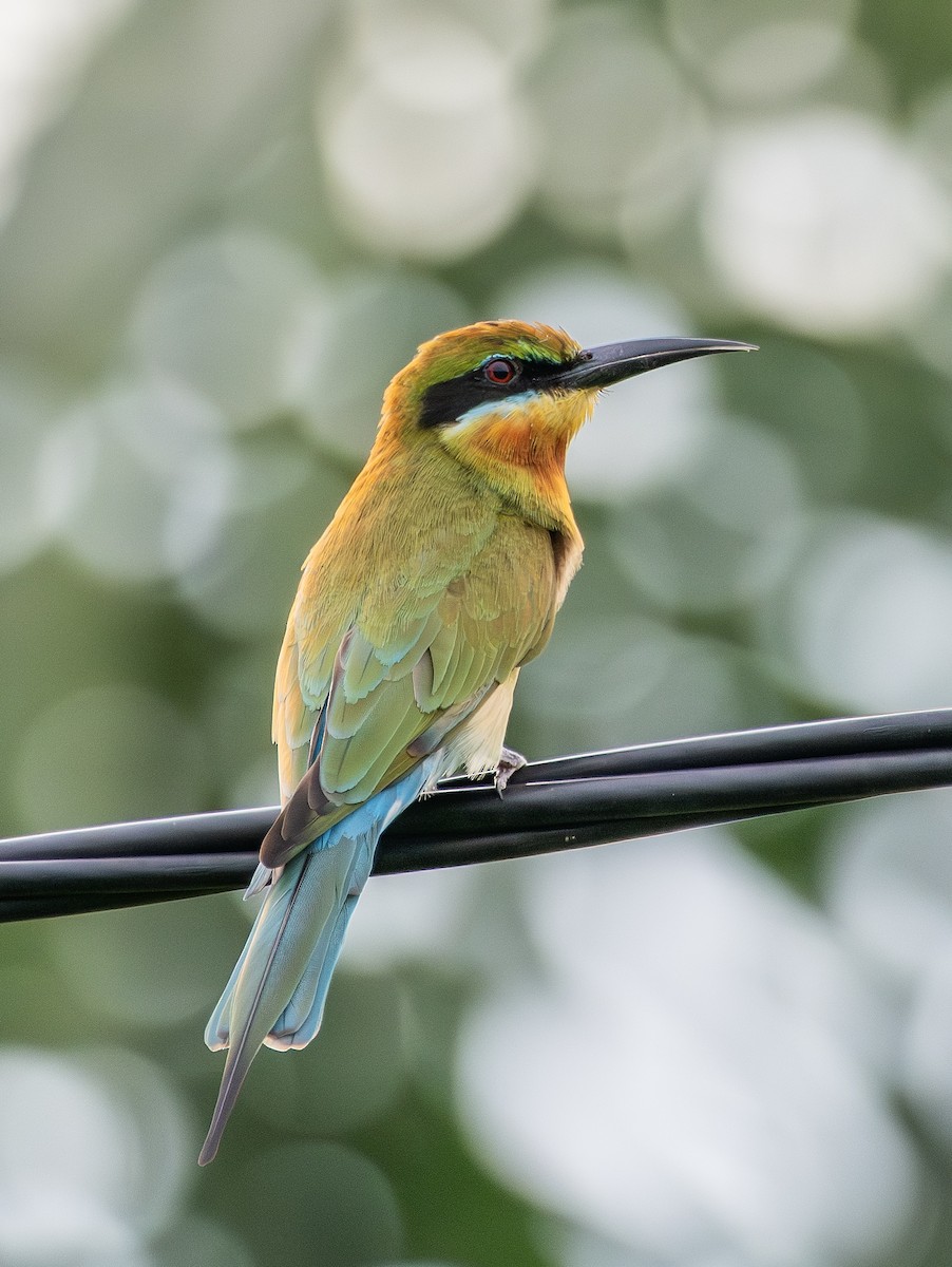 栗喉蜂虎 - ML645887166