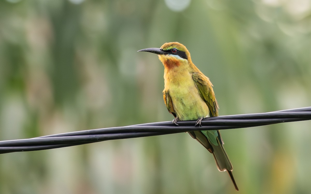 栗喉蜂虎 - ML645887167