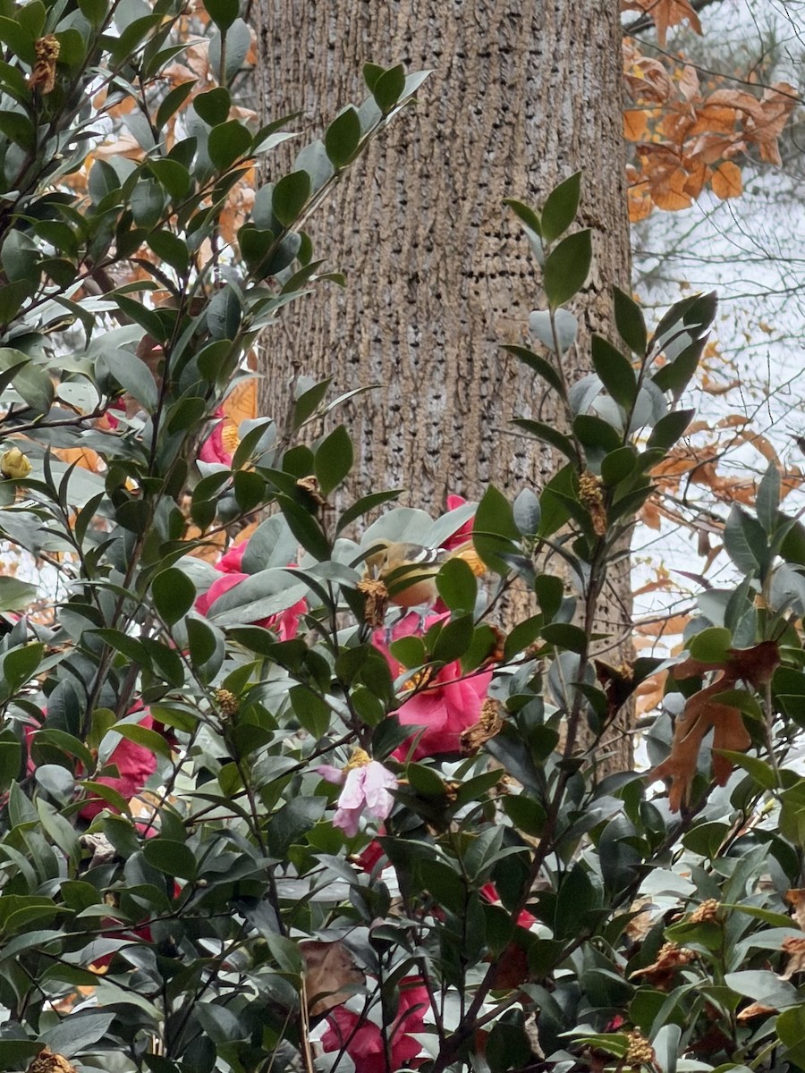 Балтиморский трупиал - ML645887172