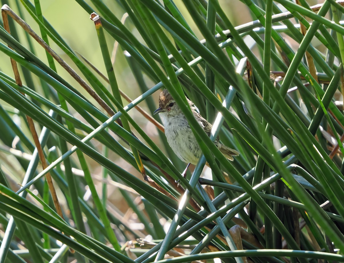 シマオオセッカ - ML645887174