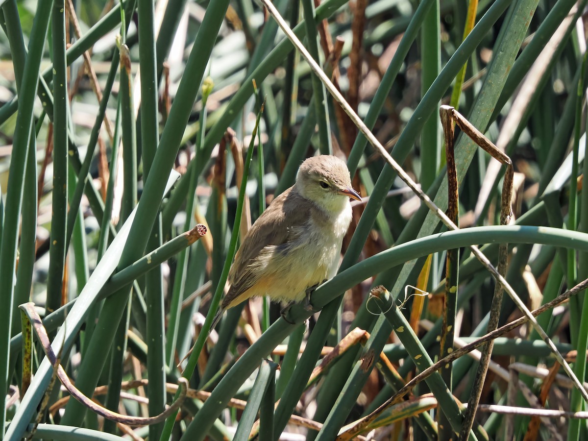 オーストラリアヨシキリ - ML645887180