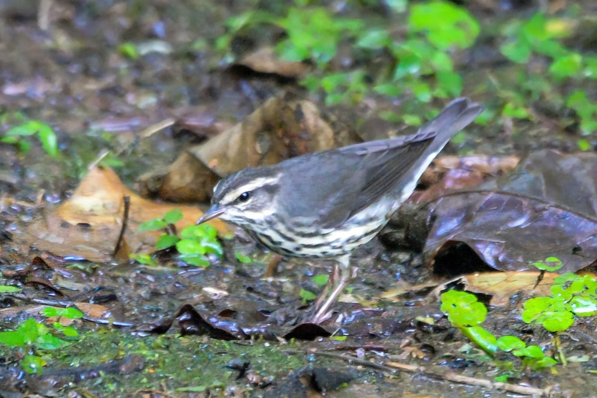 Northern Waterthrush - ML645887195