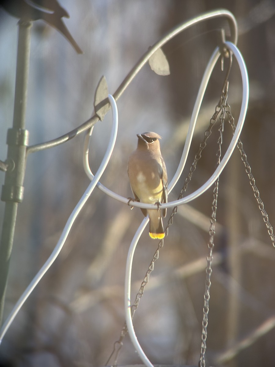 ヒメレンジャク - ML645887205