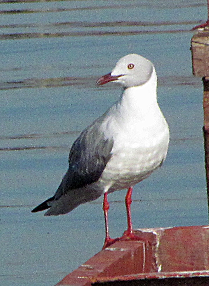 racek šedohlavý - ML645887209