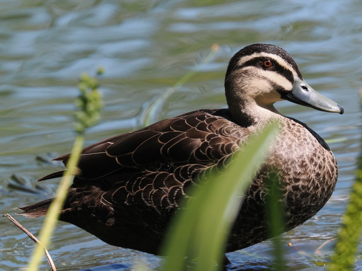 マミジロカルガモ - ML645887218