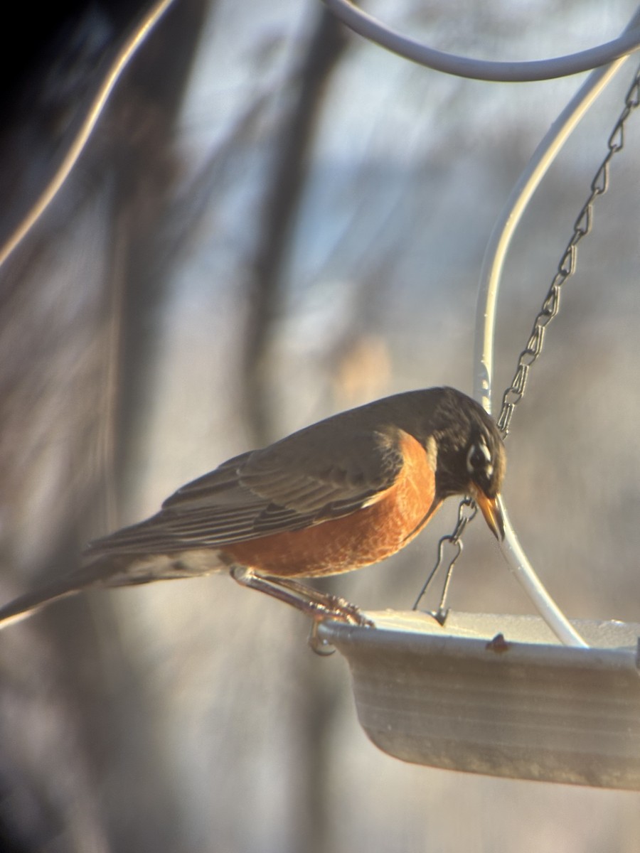 American Robin - ML645887220