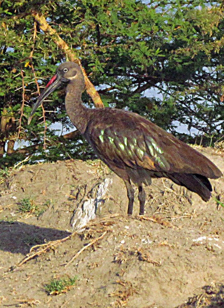Hadada Ibis - ML645887223