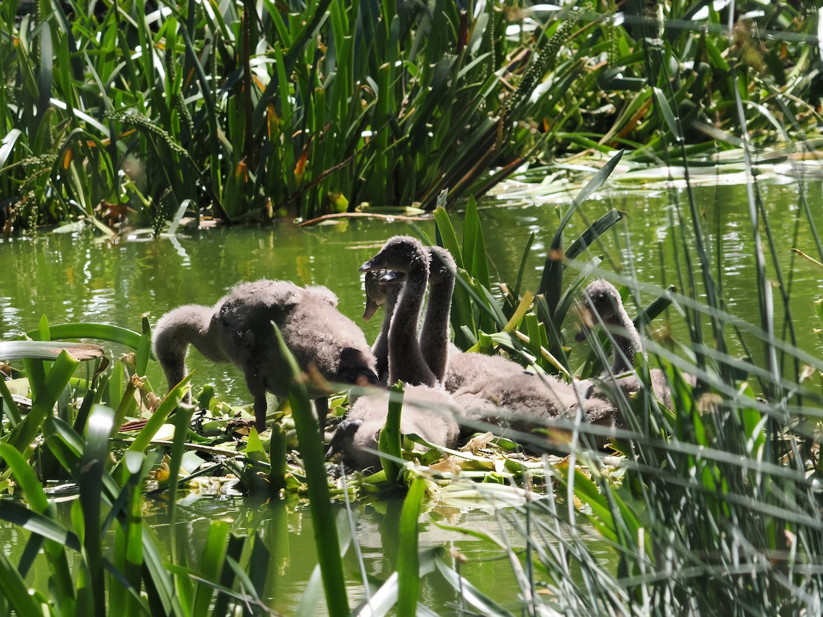 コクチョウ - ML645887224