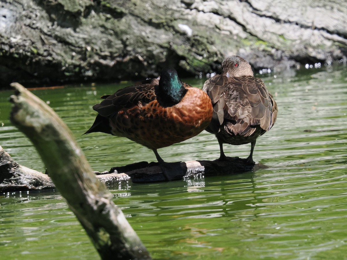 Chestnut Teal - ML645887226