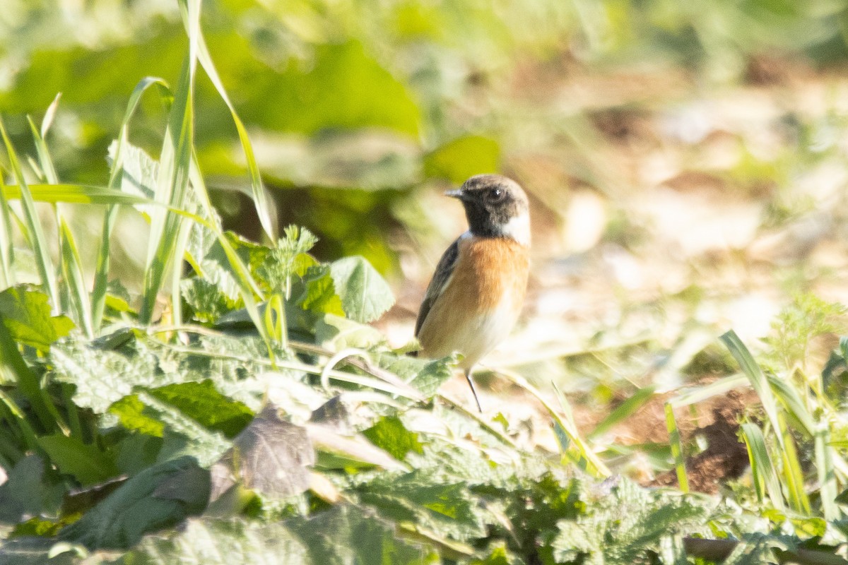 European Stonechat - ML645887228