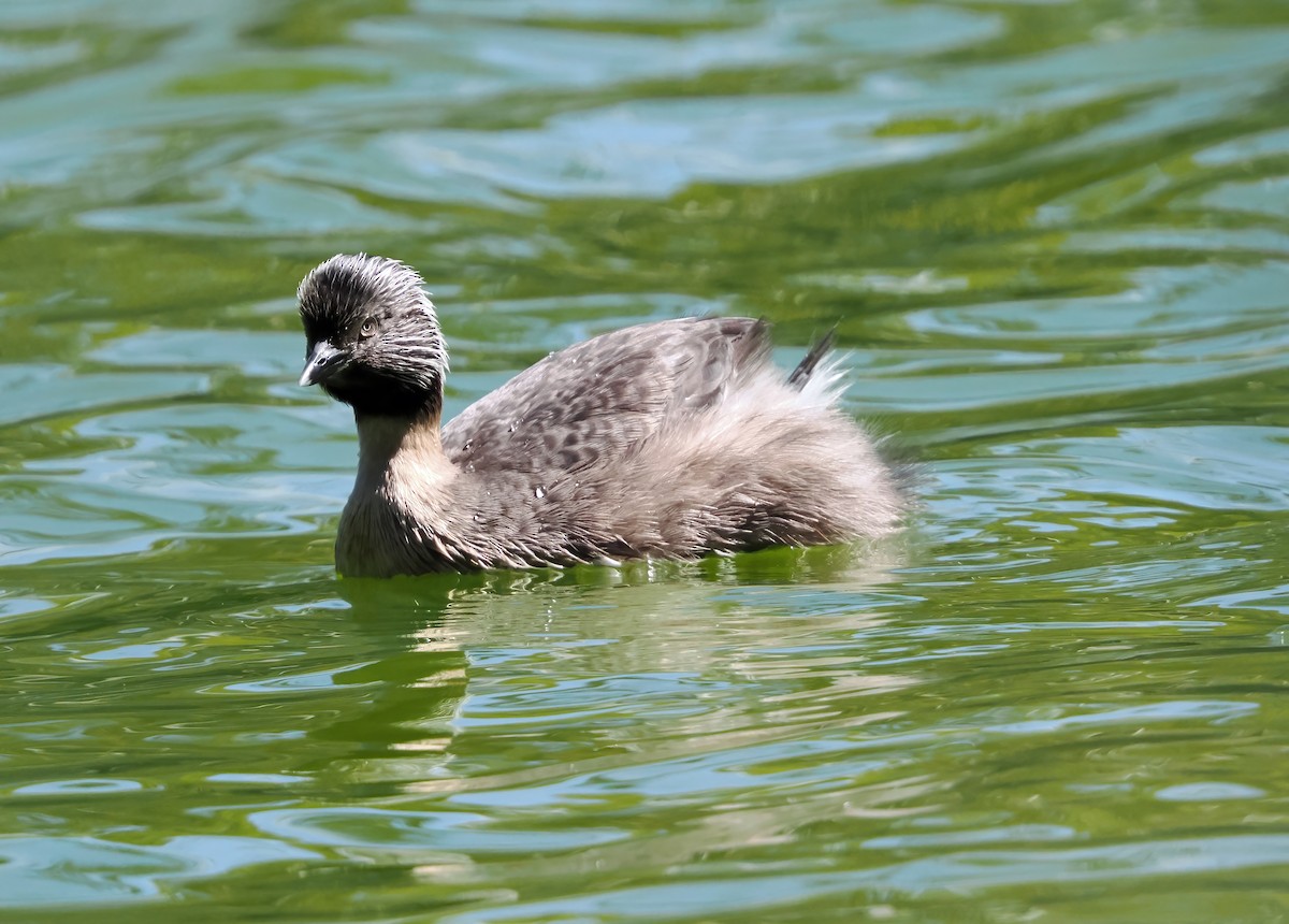 sølvhodedykker - ML645887229