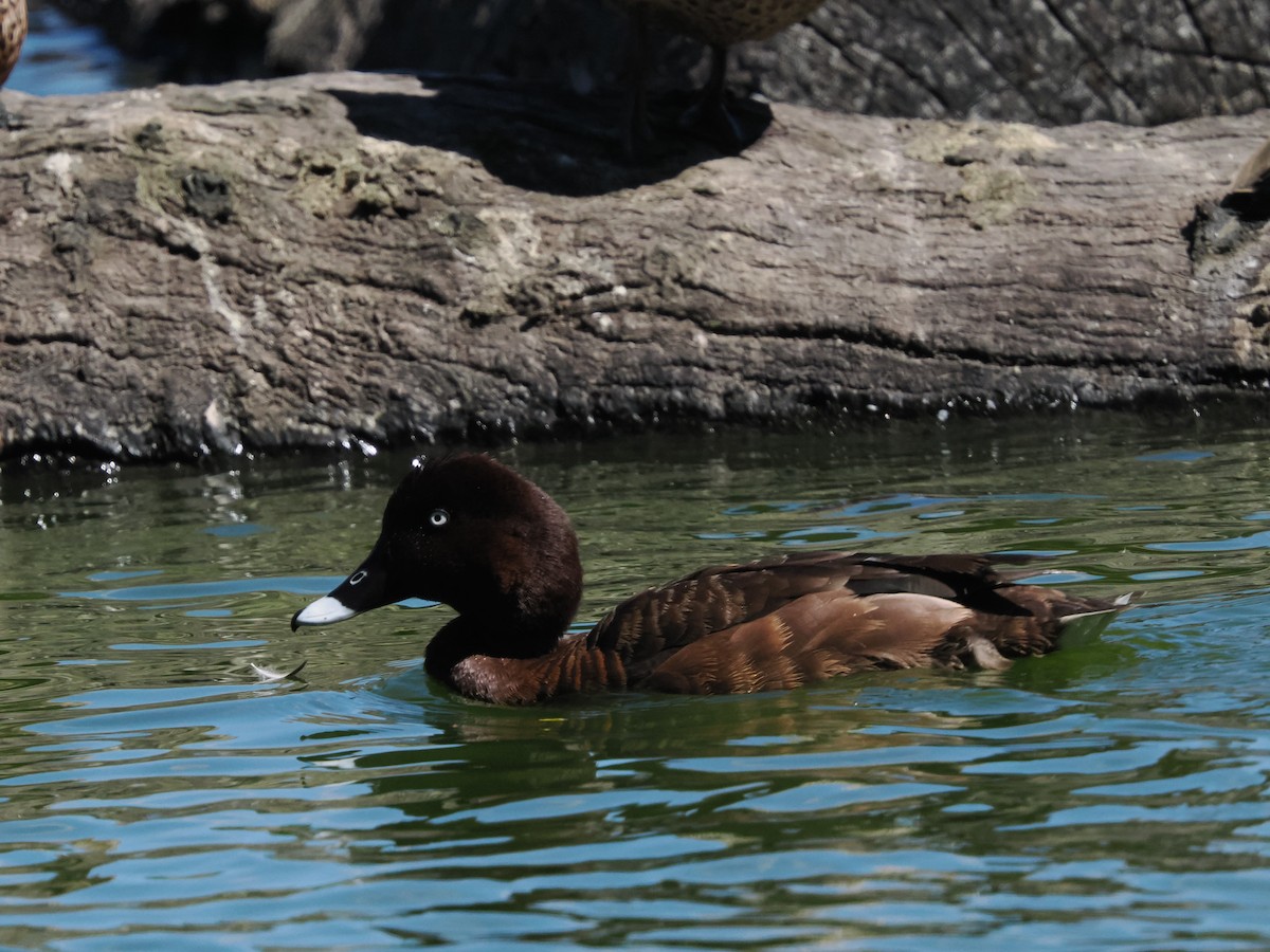 オーストラリアメジロガモ - ML645887236